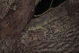 Image of New Caledonia Giant Gecko