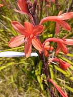 Imagem de Watsonia meriana var. meriana