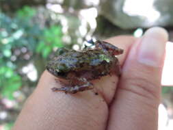 Image of Cliff Chirping Frog