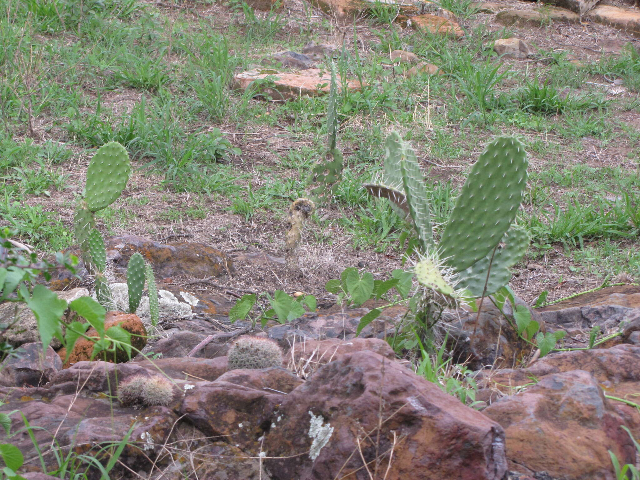 Image of Mammillaria rhodantha subsp. fera-rubra (F. Schmoll ex R. T. Craig) D. R. Hunt