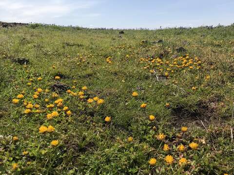 Слика од Trifolium jokerstii Vincent & Rand. Morgan