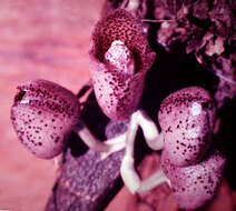 Image of Peristeria guttata Knowles & Westc.
