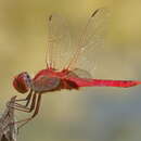 Imagem de Urothemis aliena Selys 1878