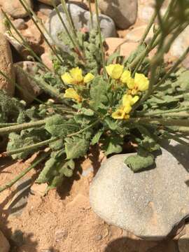 Image of Limonium sinuatum subsp. bonduellei (Lestib.) Sauvage & Vindt