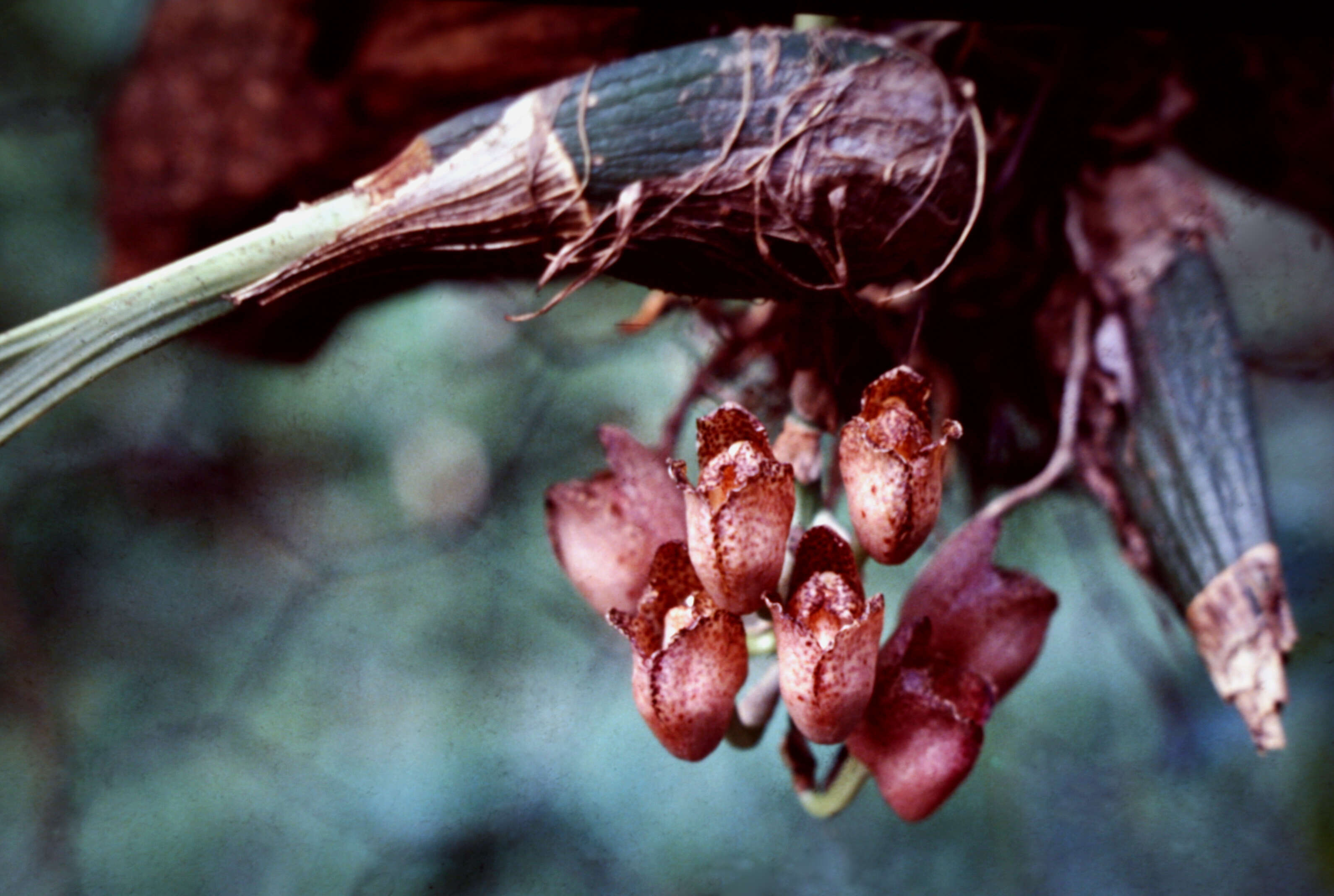 Image of Peristeria guttata Knowles & Westc.