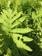 Image of sensitive fern