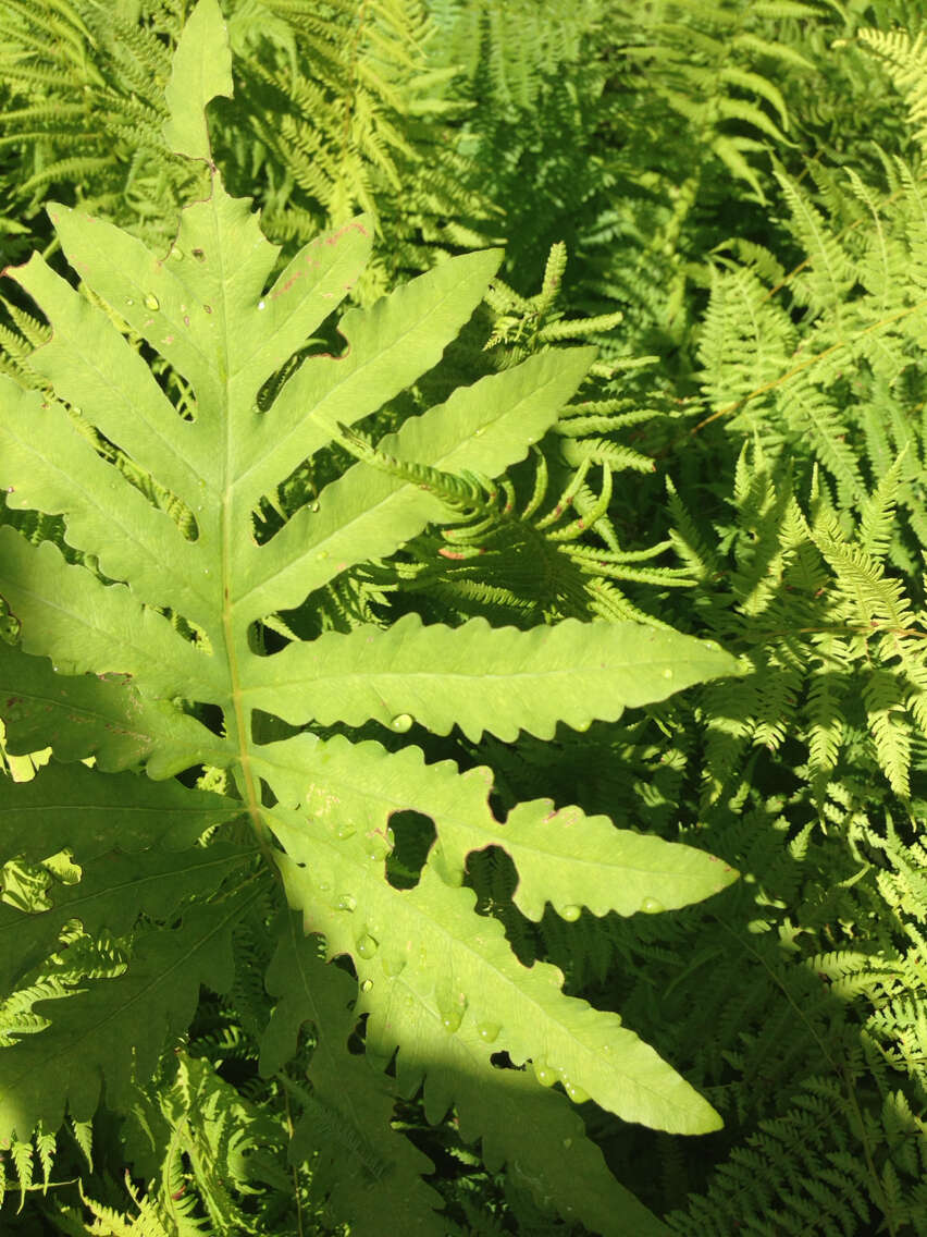 Image of sensitive fern