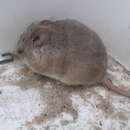 Image of Kreb's African Fat Mouse -- Krebs' Fat Mouse