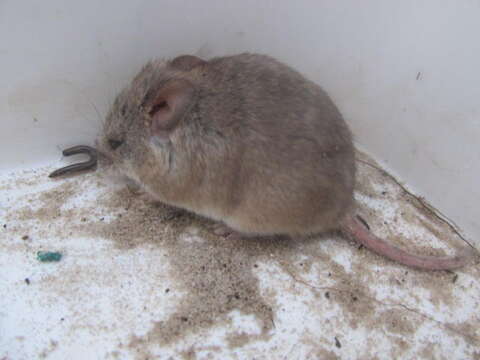 Image of Kreb's African Fat Mouse -- Krebs' Fat Mouse