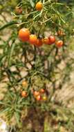 Image of Chilean Nightshade Chilean