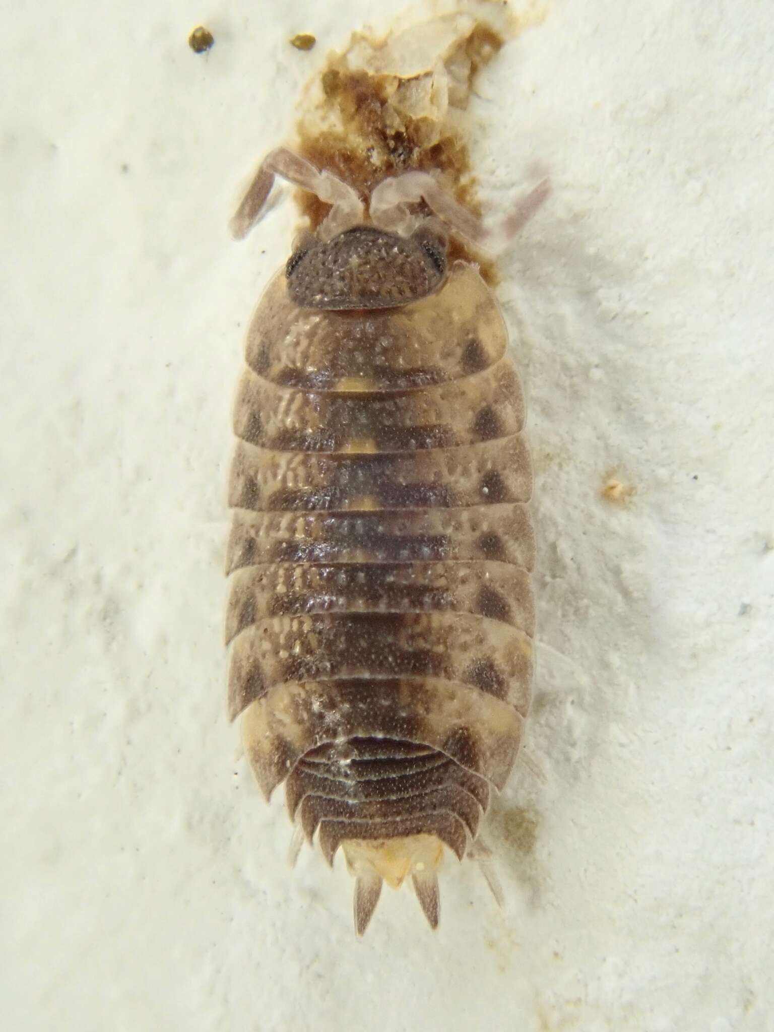 Image of Proporcellio vulcanius (Verhoeff 1908)