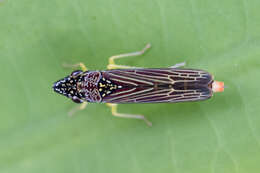 Image of Acrogonia citrina Marucci & Cavichioli 2002