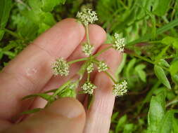 Image of Fool's-Watercress