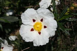 Image of common gum cistus