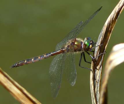 Image of Ranger Dragonfly