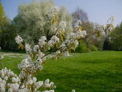 Image of Amelanchier lamarckii