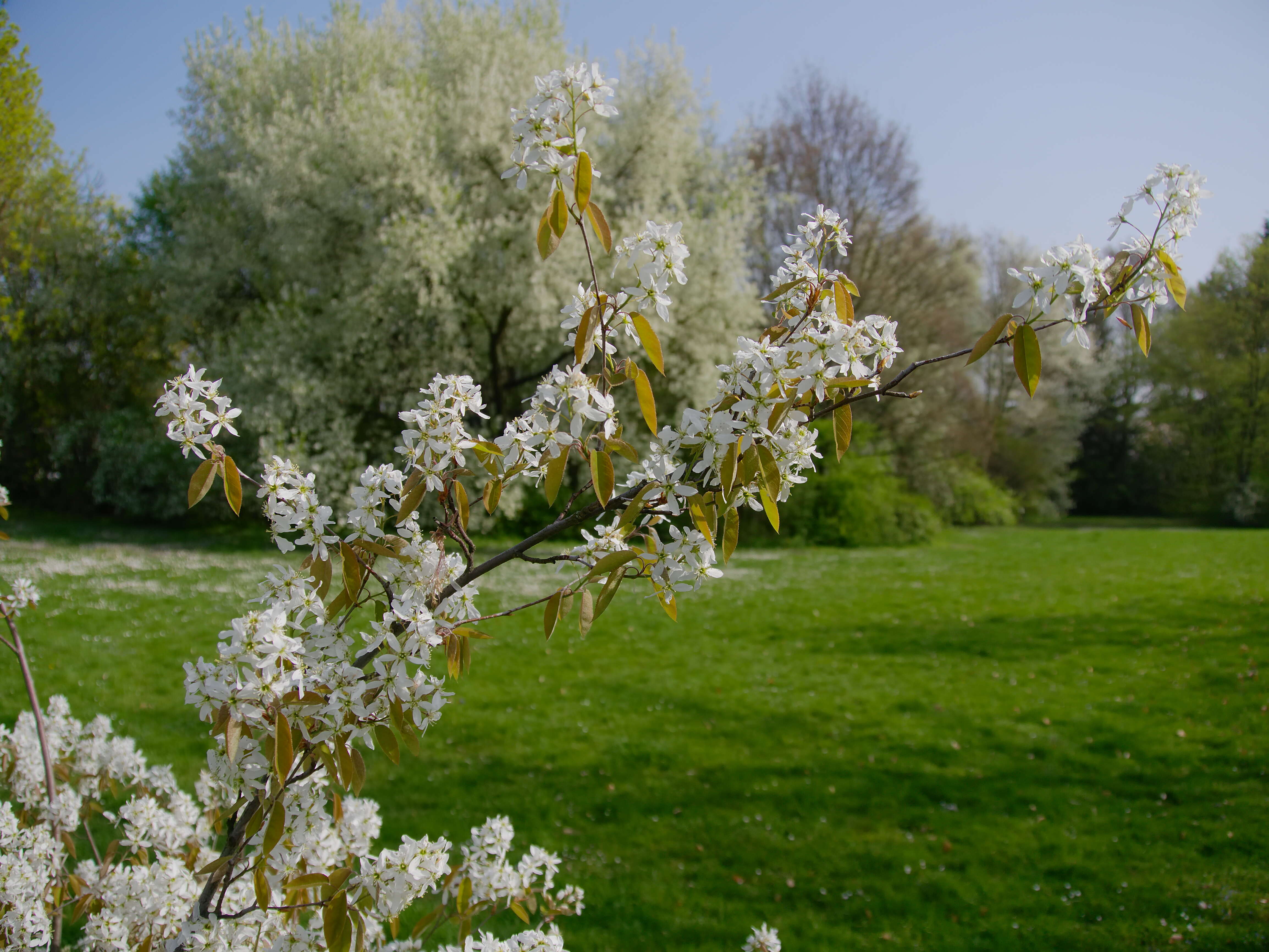 Image of Amelanchier lamarckii