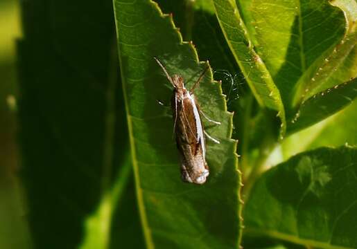 Image of Crambus hamella Thunberg 1788