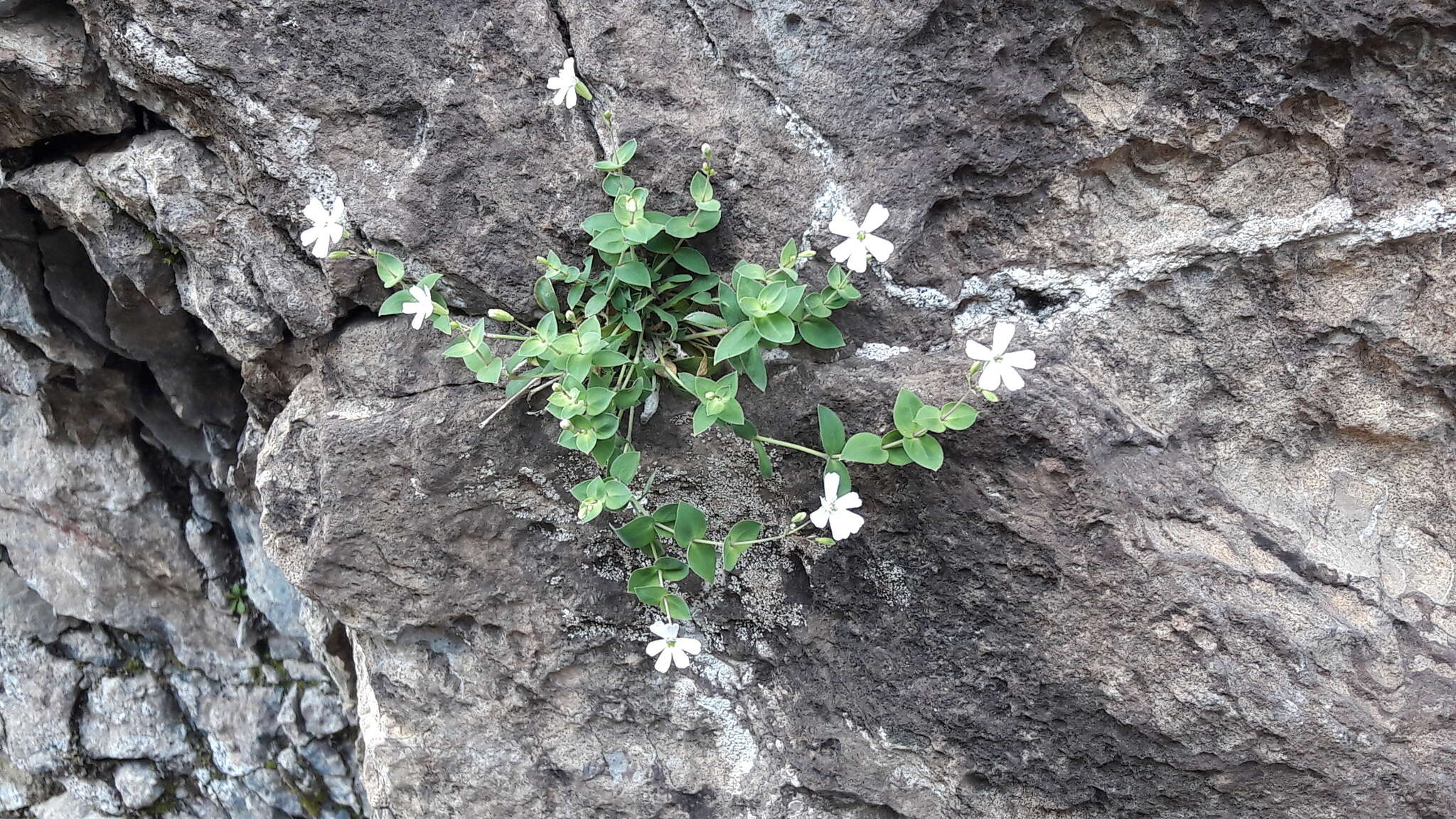 Слика од Petrocoptis pyrenaica (J. P. Bergeret) Walp.