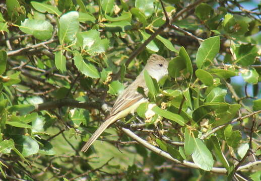 Image of Ash-throated Flycatcher