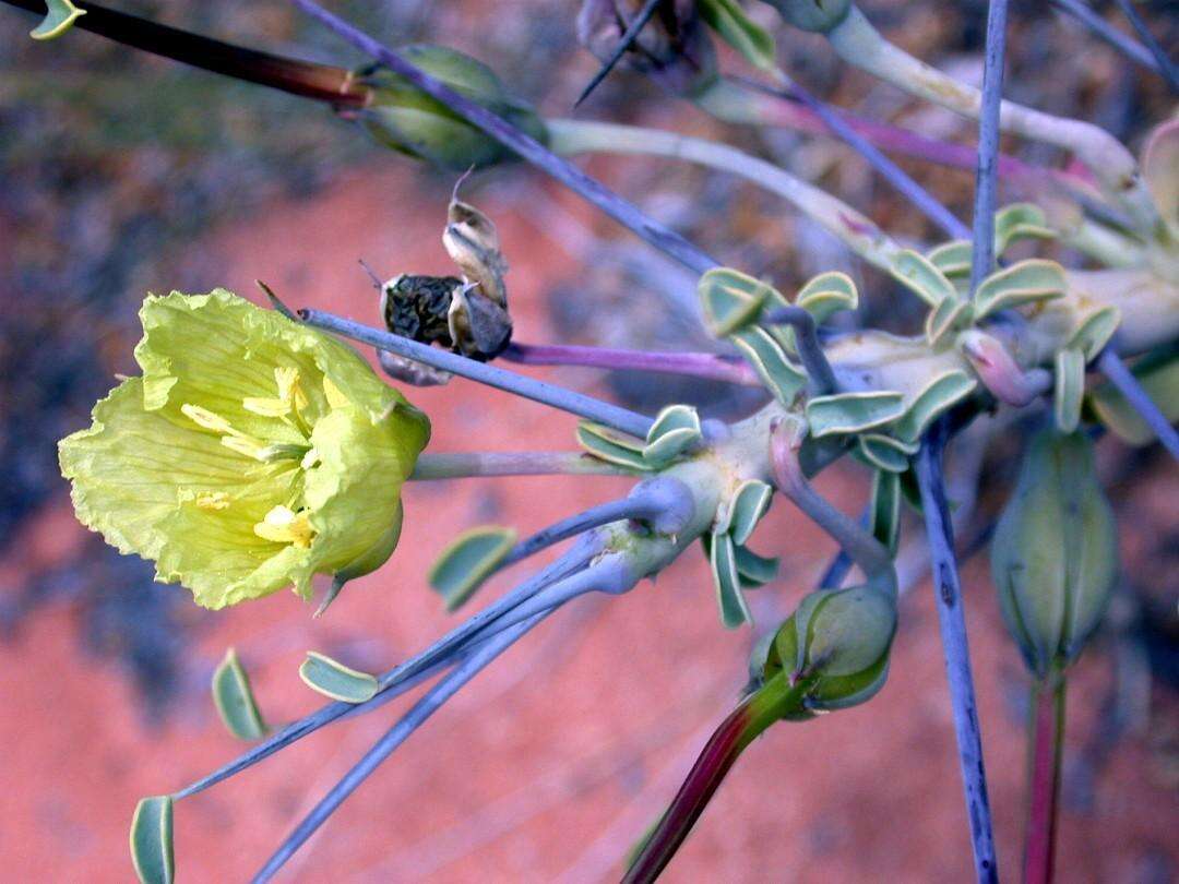 Image of Monsonia lheritieri (Sw.) Steud.