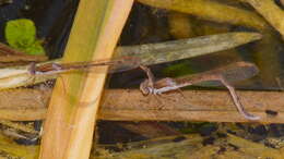 Image of Common Winter Damsel