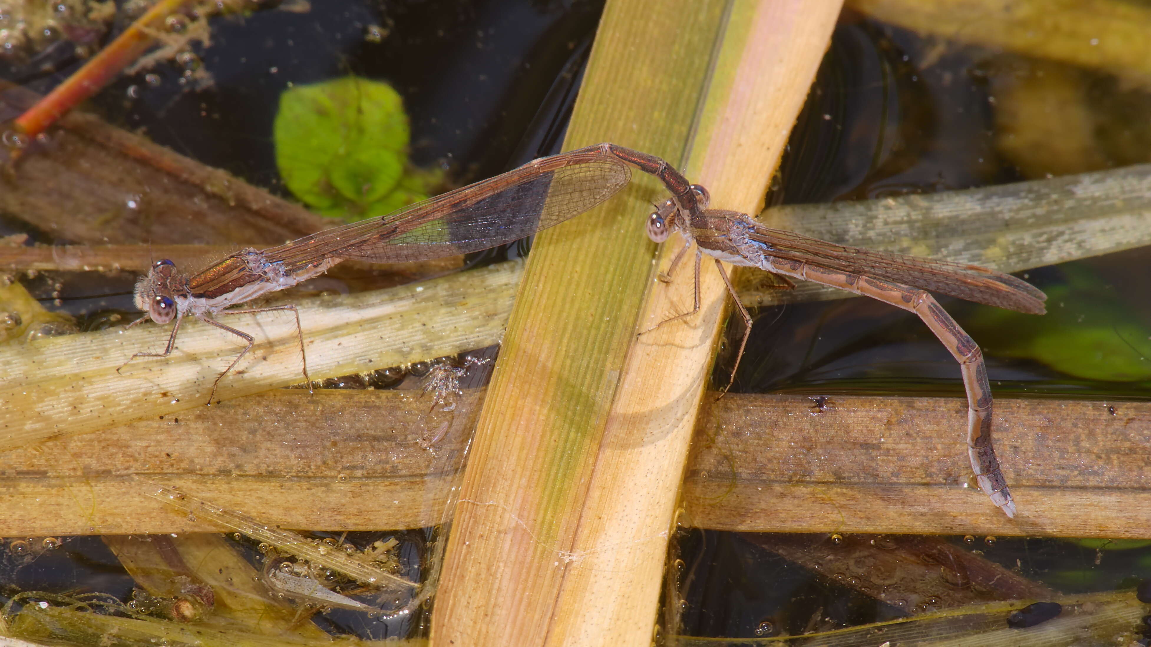 Image of Common Winter Damsel