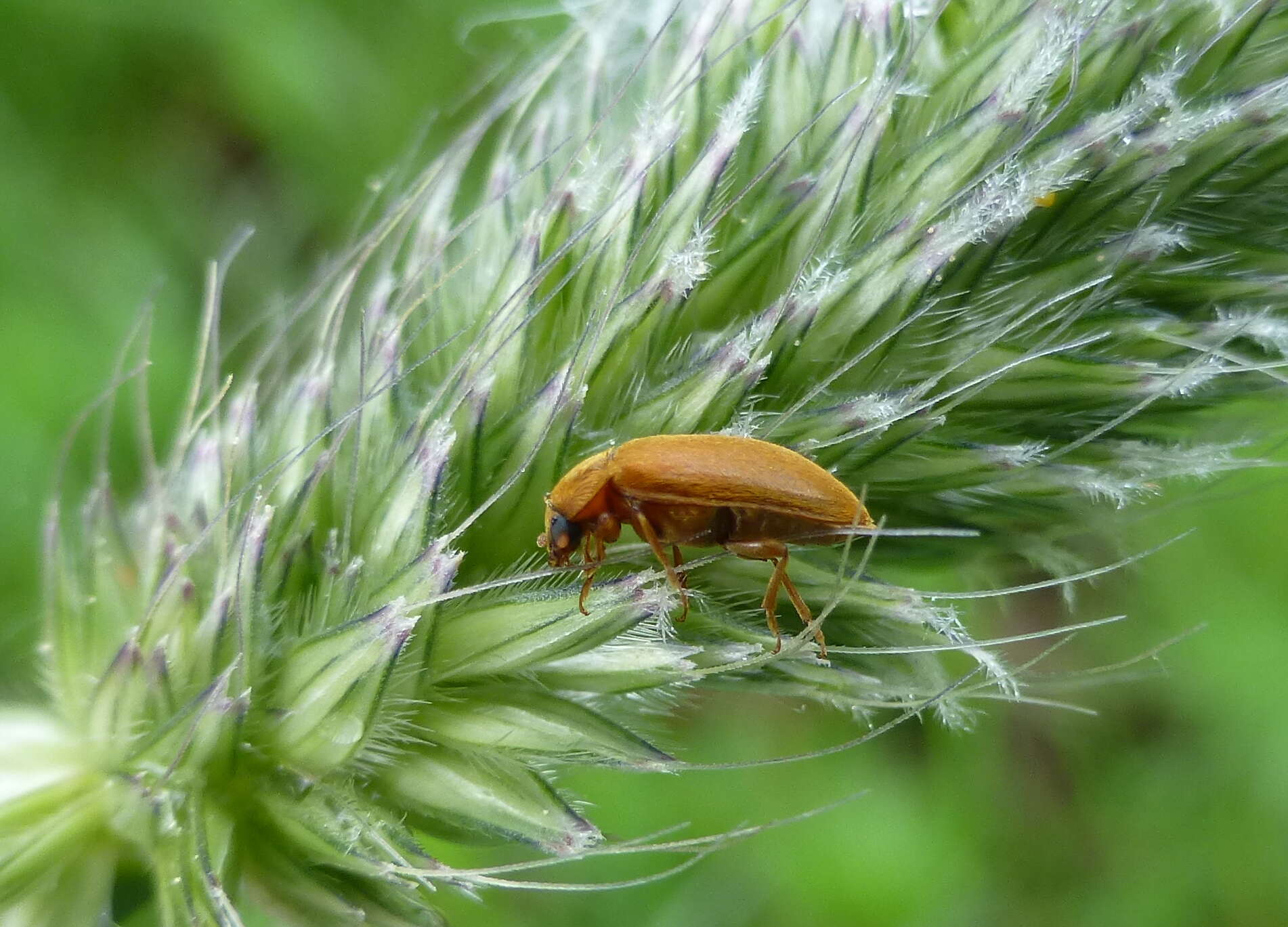 Image of Byturus tomentosus