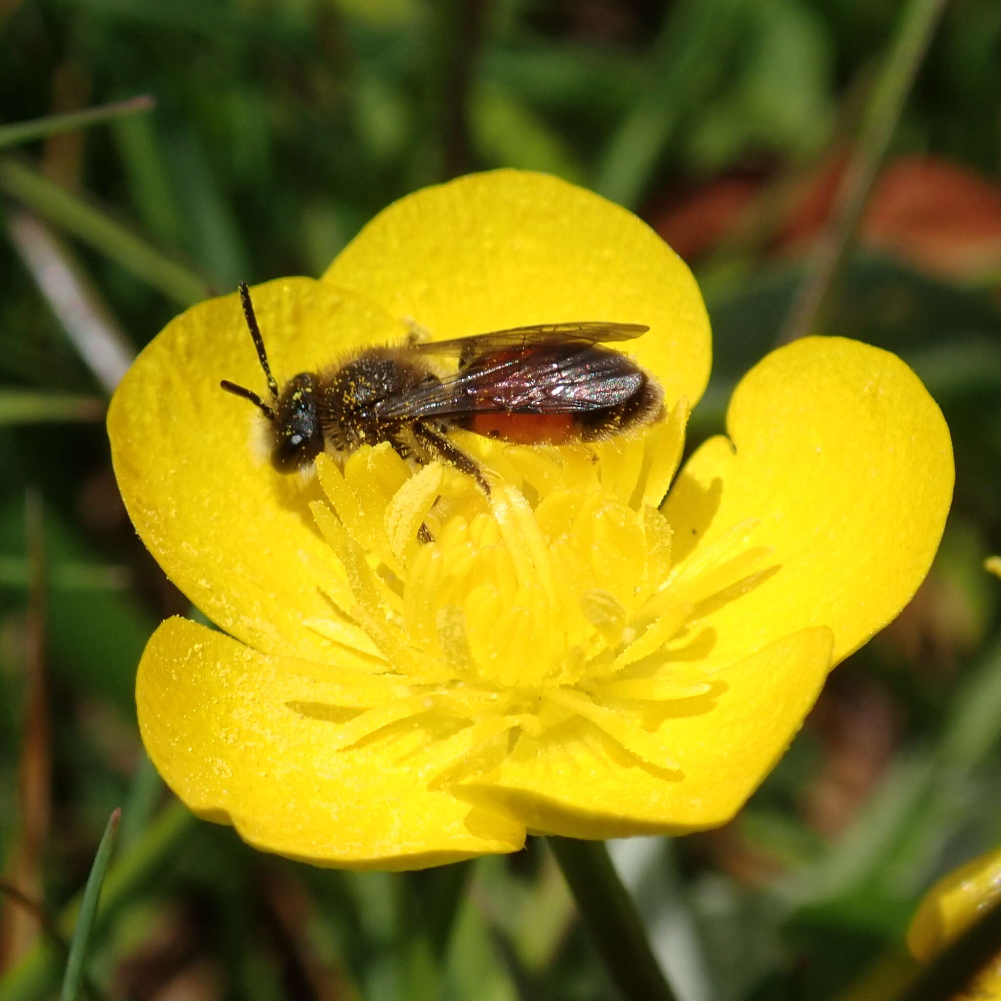 Image of Andrena labiata Fabricius 1781