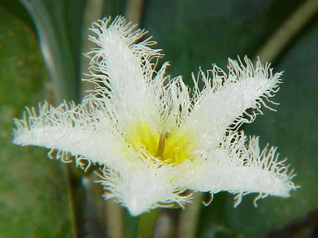 Image of Water-snowflake