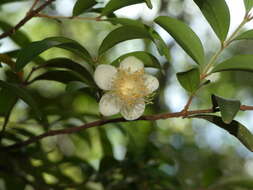 Image of Pilidiostigma rhytisperma (F. Müll.) Burret