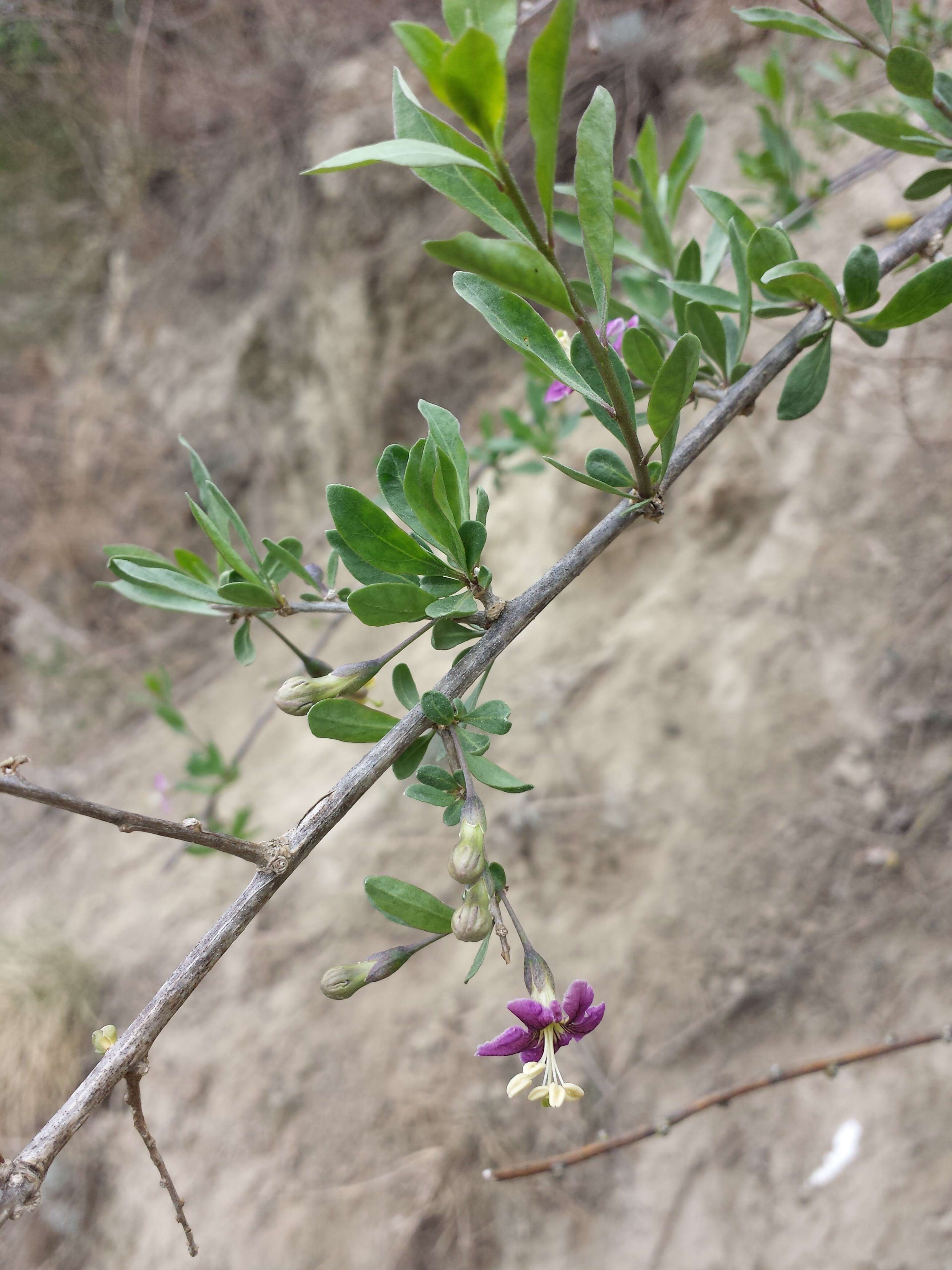 Image of matrimony vine