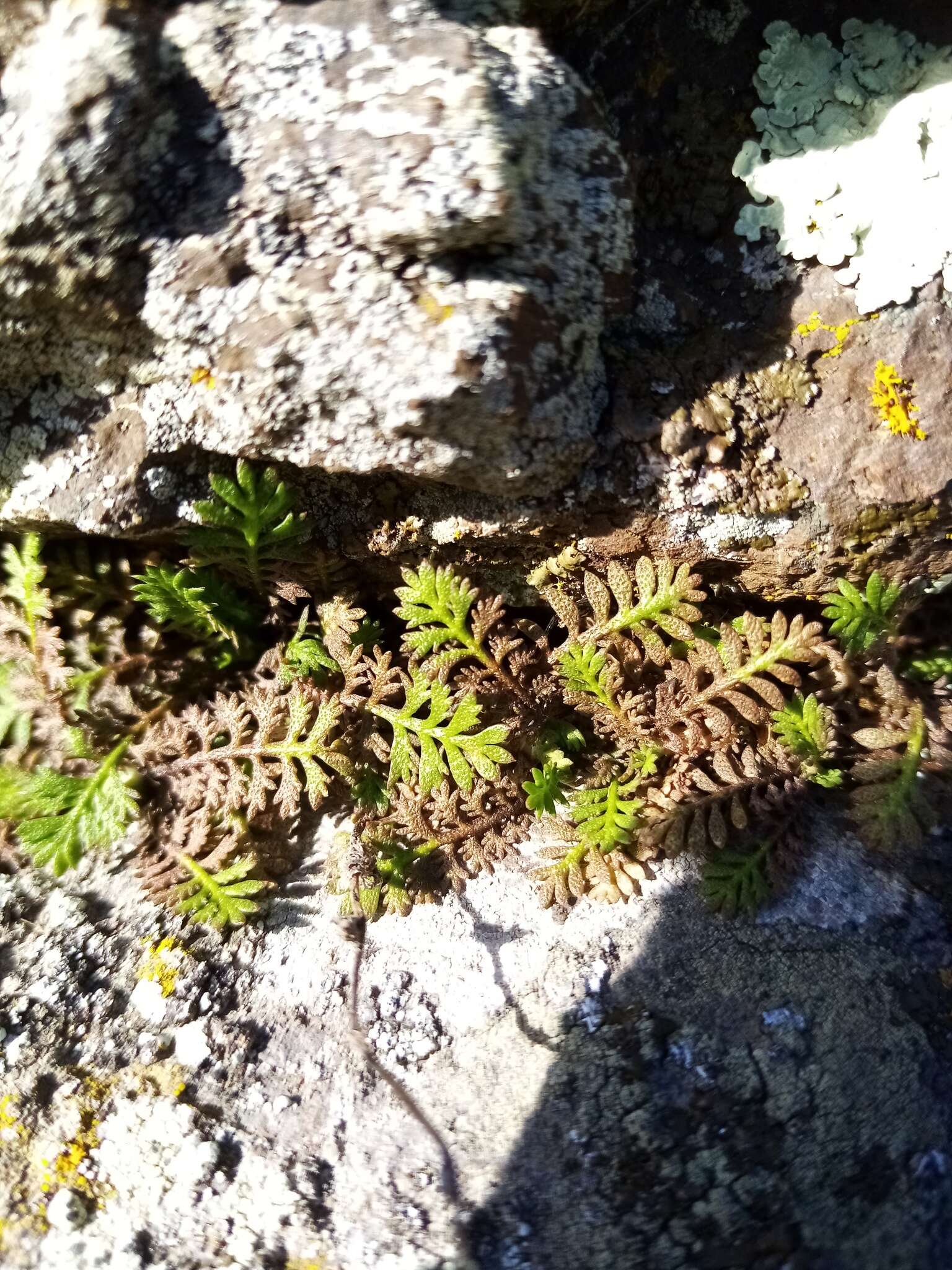 Image of Leptinella minor Hook. fil.