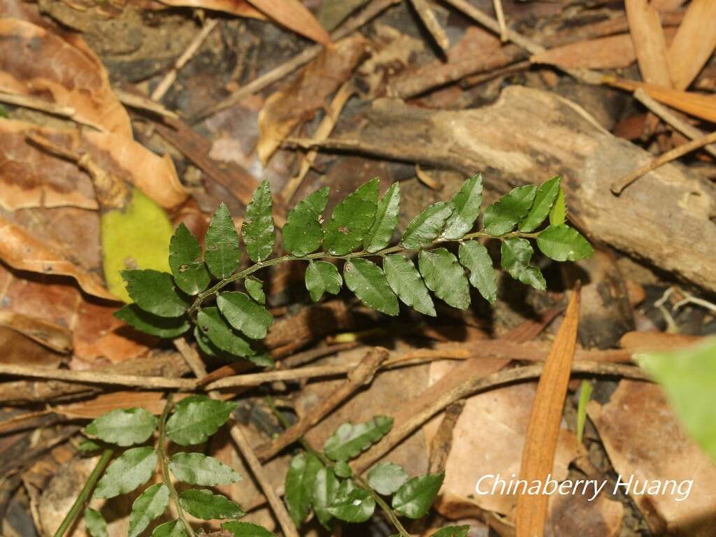 Image of Ventilago elegans Hemsl.