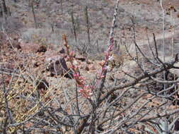 Imagem de Fouquieria burragei Rose