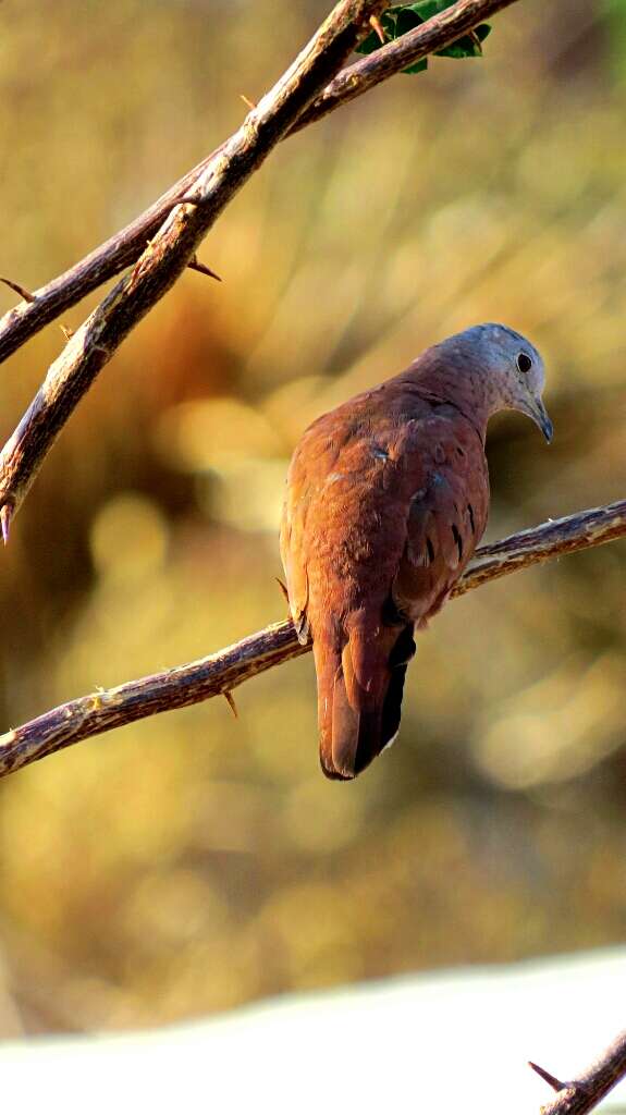 Image of Ruddy Ground Dove