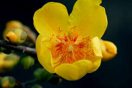 Image of silk-cotton tree