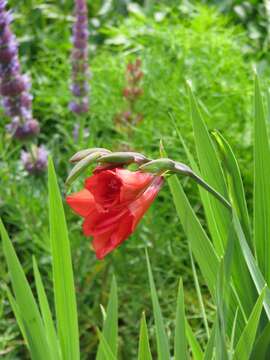 Image of Gladiolus flanaganii Baker