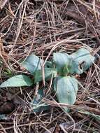 Image of Checkered rattlesnake plantain