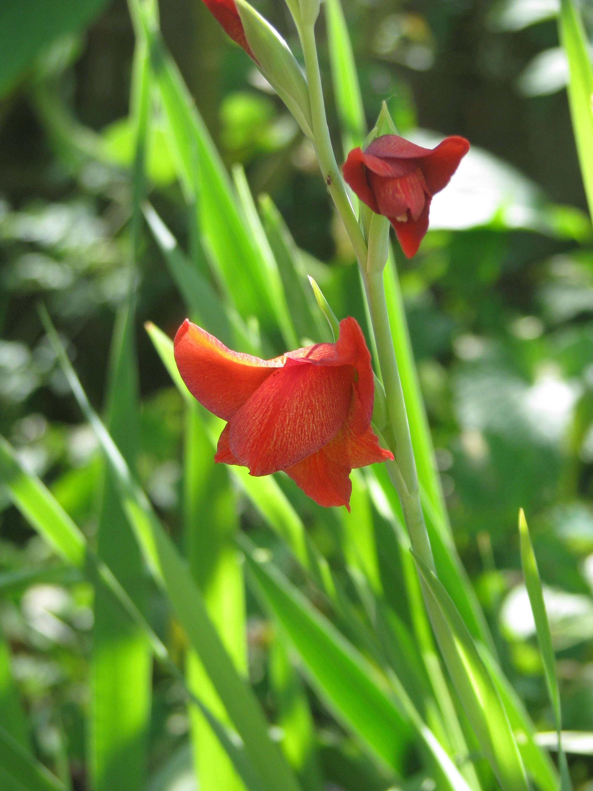 Imagem de Gladiolus watsonioides Baker