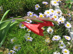 Image de Gladiolus flanaganii Baker