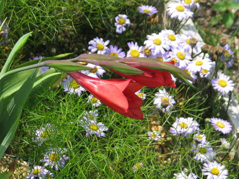 Image of Gladiolus flanaganii Baker