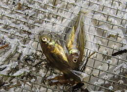 Image of Goldfish