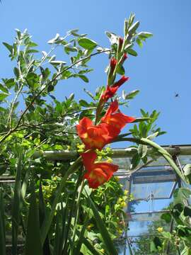 Image of Gladiolus watsonioides Baker