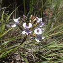 Image of Disa sagittalis (L. fil.) Sw.