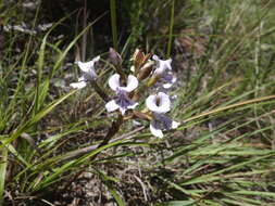 Disa sagittalis (L. fil.) Sw.的圖片