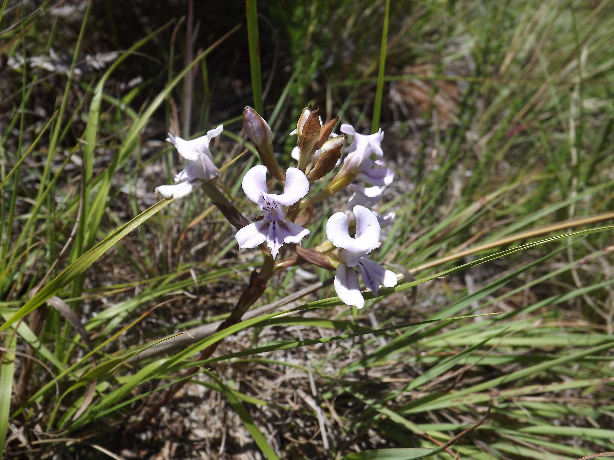 Image of Disa sagittalis (L. fil.) Sw.