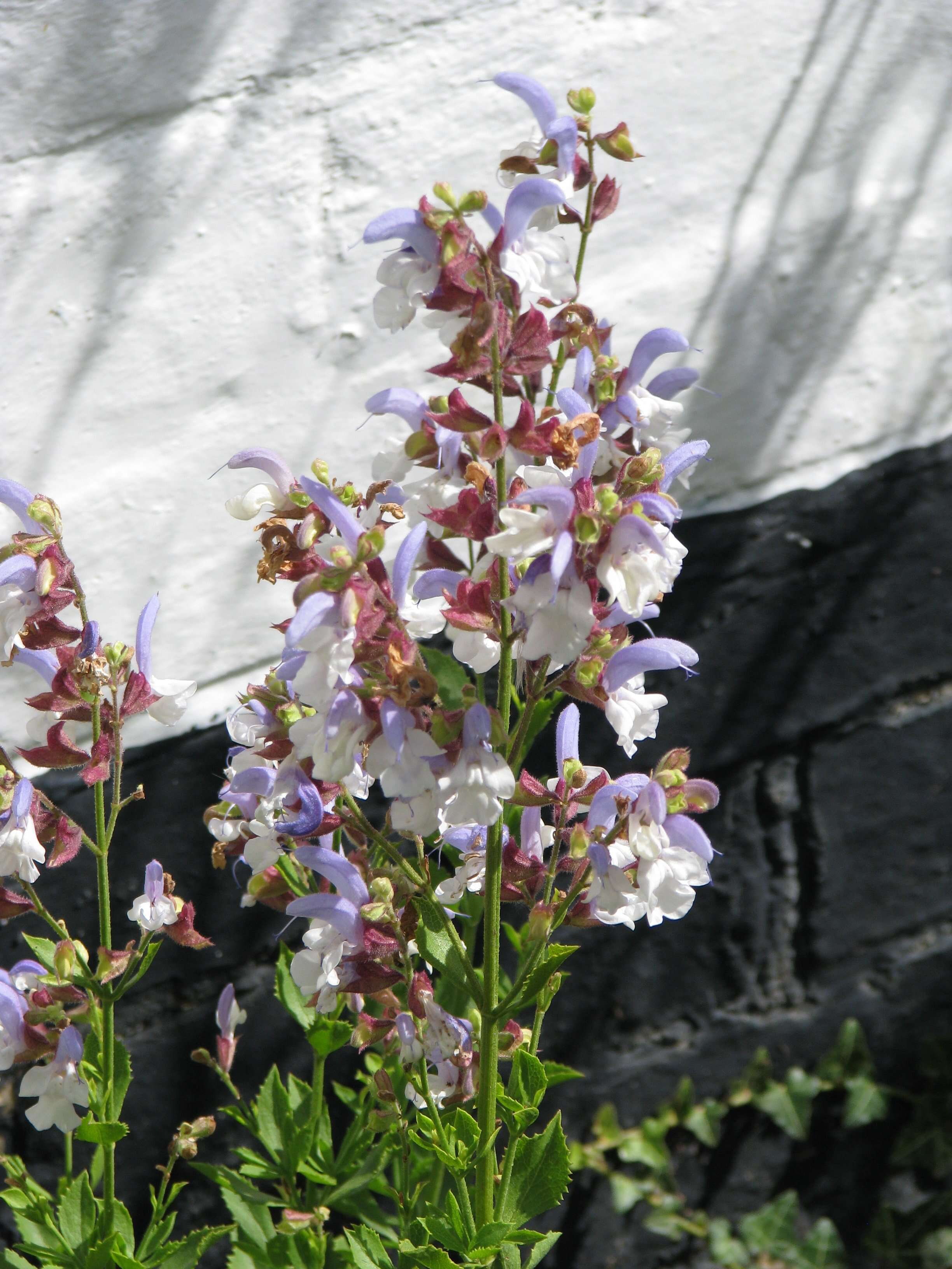 Salvia chamelaeagnea Berg. resmi