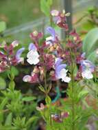 Salvia chamelaeagnea Berg. resmi