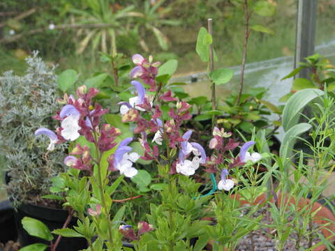 Salvia chamelaeagnea Berg. resmi